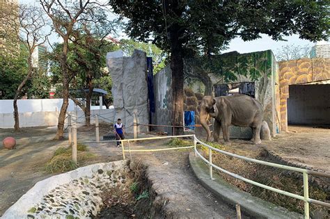 Manila Zoo set to fully reopen .